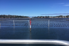 Probus-Merimbula-pics